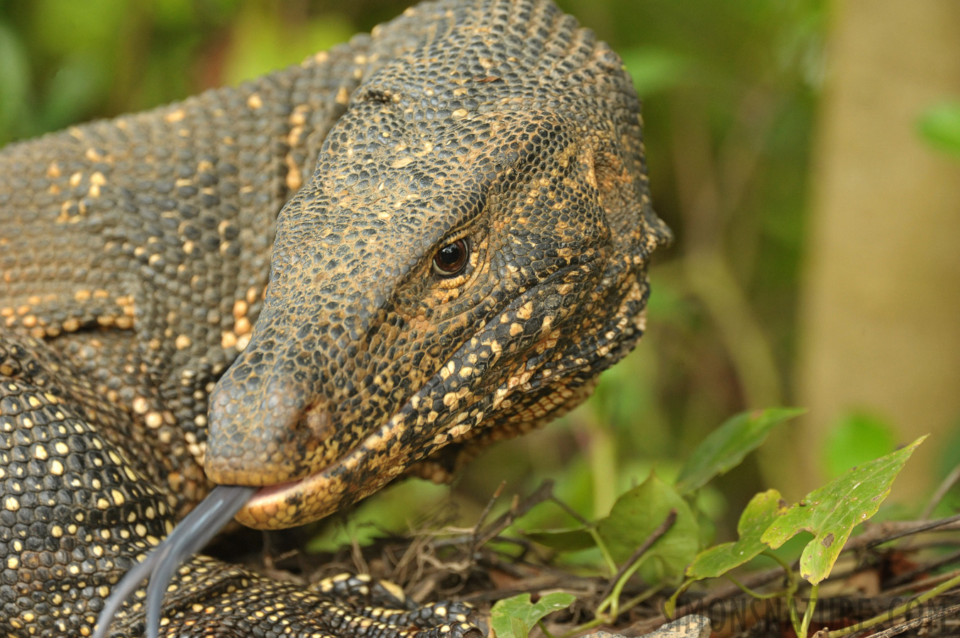 Varanus salvator salvator [550 mm, 1/200 sec at f / 8.0, ISO 2500]